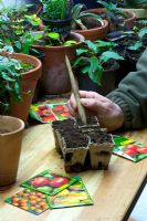 Sowing tomato seed in pots