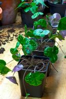 Dividing and repotting Hepaticas