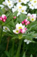 Anemone narcissiflora