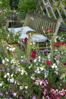 Wooden bench by colourful summer bed of Gaura, Dianthus, Scabious, Malva and Alchillea. 'Hazelwood', Jacqueline Iddon Hardy Plants, NGS garden, Lancashire 