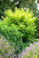 Sambucus racemosa 'Sutherland Gold' underplanted with Geranium 'Nimbus'