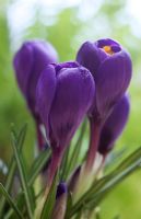 Crocus vernus - Dutch Crocus purple form,  March