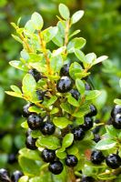 Ilex crenata