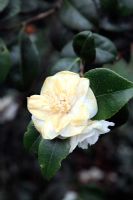Camellia japonica 'Nobilissima' - flower damage after a night frost