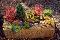 Stone trough of Alpine plants including Gentiana and Dwarf conifer