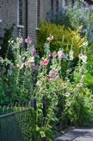 Alcea rosea -  Hollyhocks naturalised in the small front garden of a terraced house