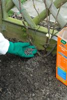 Distributing organic chicken manure pellets around base of climbing rose in Spring to promote healthy growth