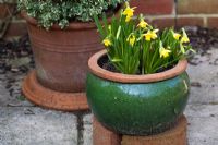 Narcissus 'Tete a Tete' in container. Pembury House, Clayton    