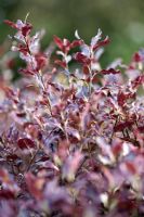 Pittosporum tenuifolium 'Tom Thumb' red foliage in early spring