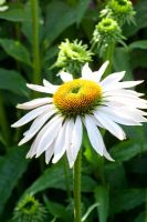 Echinacea purpurea 'Green Juwel'