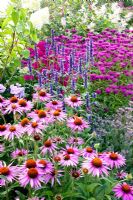 Mixed border of Echinacea purpurea, Phlox 'Le Mahdi', Agastache 'Blackadder' and Monarda 'Vintage Vine' 
