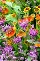 Mixed border of Helenium 'Sahin's Early Flowerer', Monarda 'Gewitterwolke' and Salvia verticillata 'Purple Rain' 