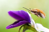 Bombylius major - Bee fly resting on a flower