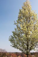 Pyrus calleryana - Chanticleer pear tree blossom at RHS Wisley Gardens