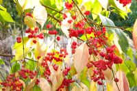 Euonymus berries in autumn