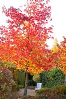 Liquidambar styraciflua in garden setting