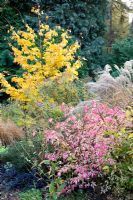 Mixed autumn border with Ophiopogon planiscapus 'Nigrescens' and Euonymus 