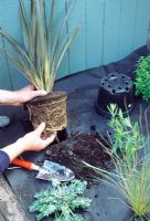 Planting Phormium in a seaside themed border.