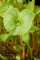 Montia perfoliata - Winter purslane or miners' lettuce 