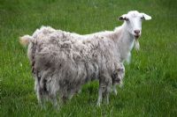 Sheep - Breedenbroek, New Zealand