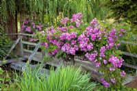 Wooden bridge with climbing rose - Breedenbroek, New Zealand