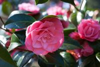 Camellia x williamsii 'Joe Nuccio'
