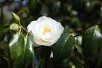 Camellia x williamsii 'China Clay'
