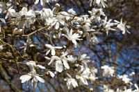 Magnolia kobus 'Wisley Star'