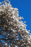 Magnolia kobus 'Wisley Star'