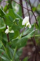 Pisum sativum 'Douce Provence' - Peas in flower, supported by twiggy sticks