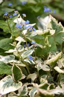 Brunnera macrophylla 'Dawsons White'