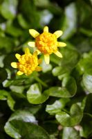 Ranunculus ficaria 'Collarette' - Lesser Celandine