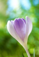 Crocus vernus 'Vanguard' - Dutch Crocus