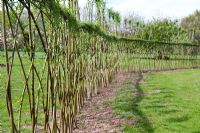 Salix - Living willow fence at Ryton Organic Garden centre, Warwickshire