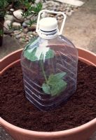 A bell cloche, or large plastic bottle with the base removed, is ideal for giving Marrows, Courgettes, Cucumbers and other plants a 'hothouse' effect to get them off to a good start.