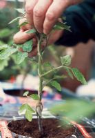 Planting Tomato plants. As the plant starts to grow, gently wind it around the string every three to five days.  As the weight increases, the string remains taut, supporting it.