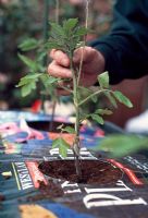 Planting Tomato plants. As the plant starts to grow, gently wind it around the string every three to five days.  As the weight increases, the string remains taut, supporting it.