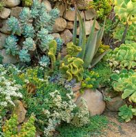 Dry stone wall with succulents. Northern California, USA