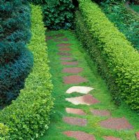 Stepping stone path through low Buxus - Box hedges with Irish Moss growing in the crevices. Northern California, USA
