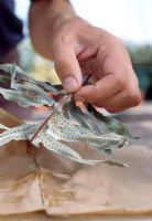 Propagating Fern leaves - storing spores in paper bag
