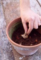 Planting bulbs. Arrange the bulbs on the surface, they can be about 1cm apart. Fill the gaps between the bulbs with compost, leaving the tips exposed.