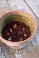 Planting bulbs. Planting several layers of bulbs- arrange the bulbs on the surface, they can be about 1cm apart. Fill the aps between the bulbs with compost, leaving the tips exposed