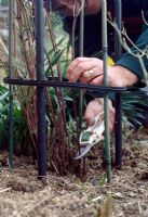 Pruning Clematis 'Alionushka'. Prune all Group 3 Clematis shoots in late winter to 30 cm above ground. Start at the base of the plant and follow each stem upwards until you come across a pair of healthy, fat buds. Remove dead shoots at ground level.