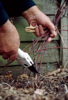 Pruning Clematis 'Arabella'. Prune these Group 3 Clematis stems immediately above these buds. Remove and burn all the growths.