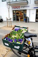 Primula and other plants in a cardboard box on the back of a bicycle, in front of a Tesco Express, Highbury, London, England, UK