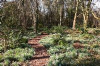 Path through woodland garden with Galanthus - Snowdrops in early spring, Pembury House, Clayton
 