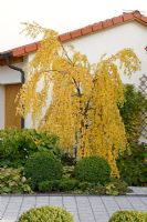 Betula pendula 'Youngii' - Young's Weeping Birch in autumn with clipped Buxus- Box balls in front
