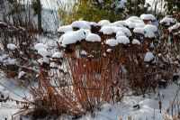 Sedum telephium in winter