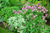 Geranium tuberosum, Geranium pyrenaicum 'Bill Wallis' and Artemisia ludoviciana