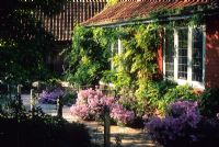 The cottage garden in late summer with Wisteria trained on farm building and Chrysanthemum 'Clara Curtis' in border